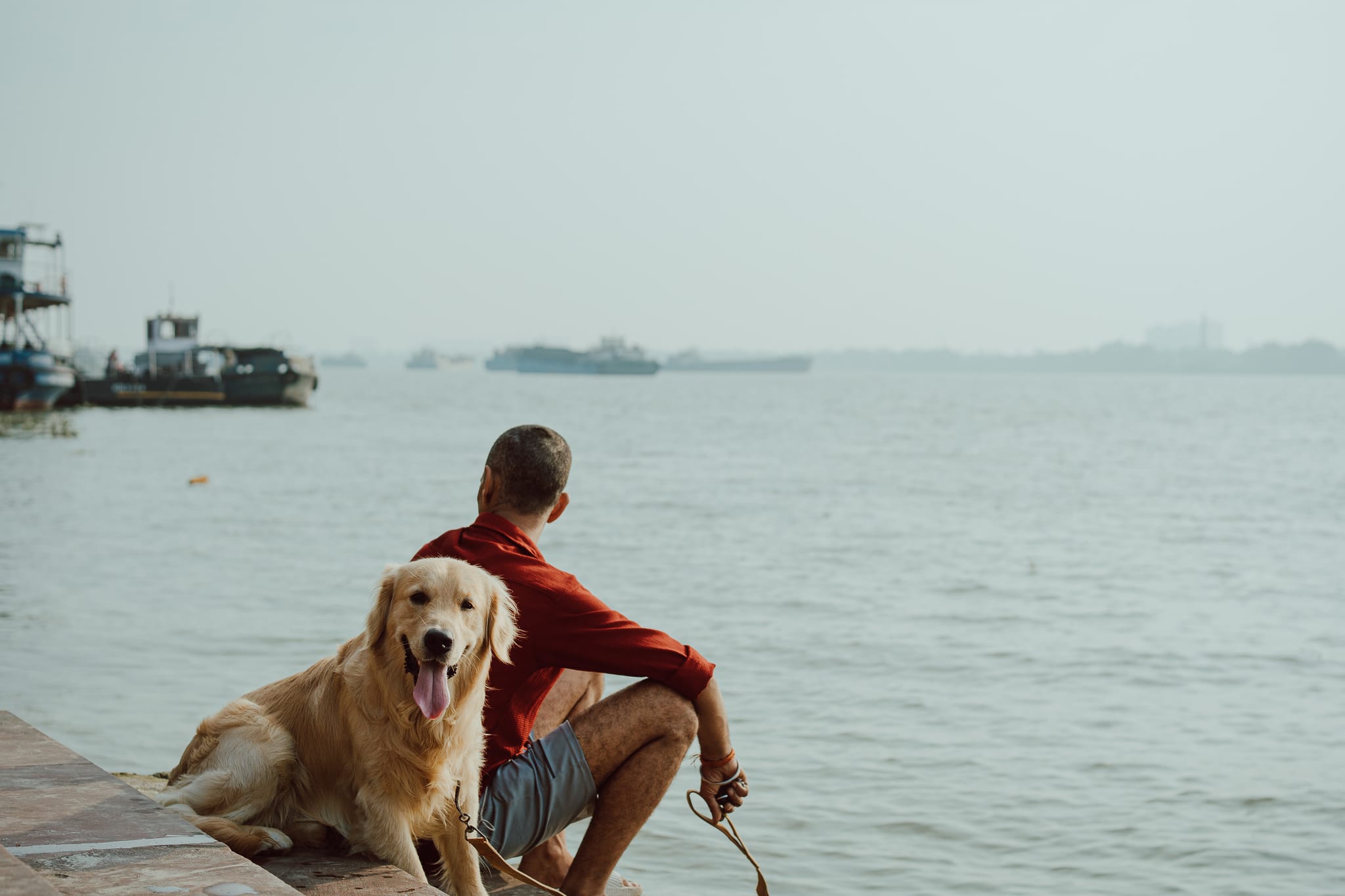 Golden Companion