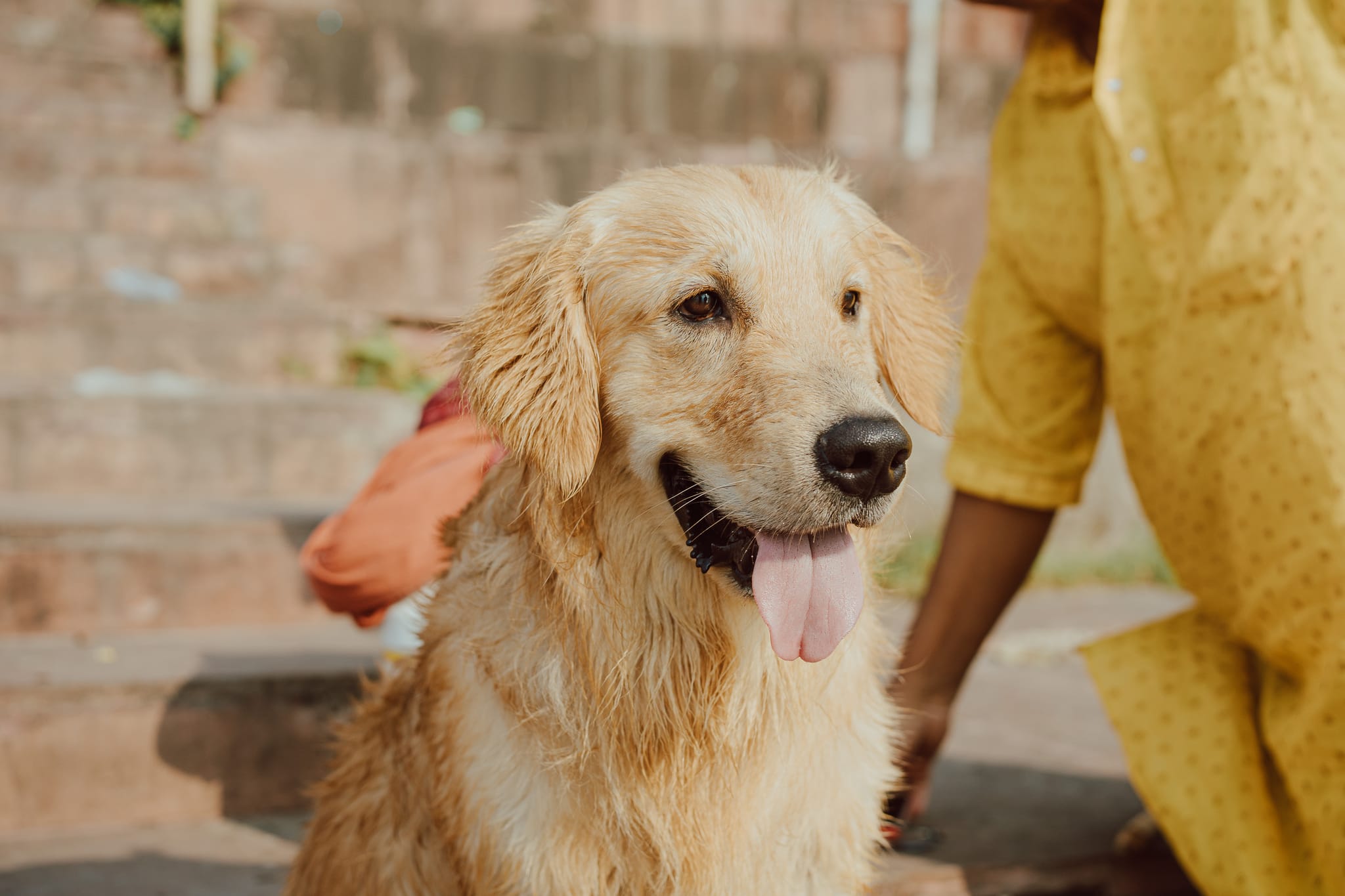 Pet