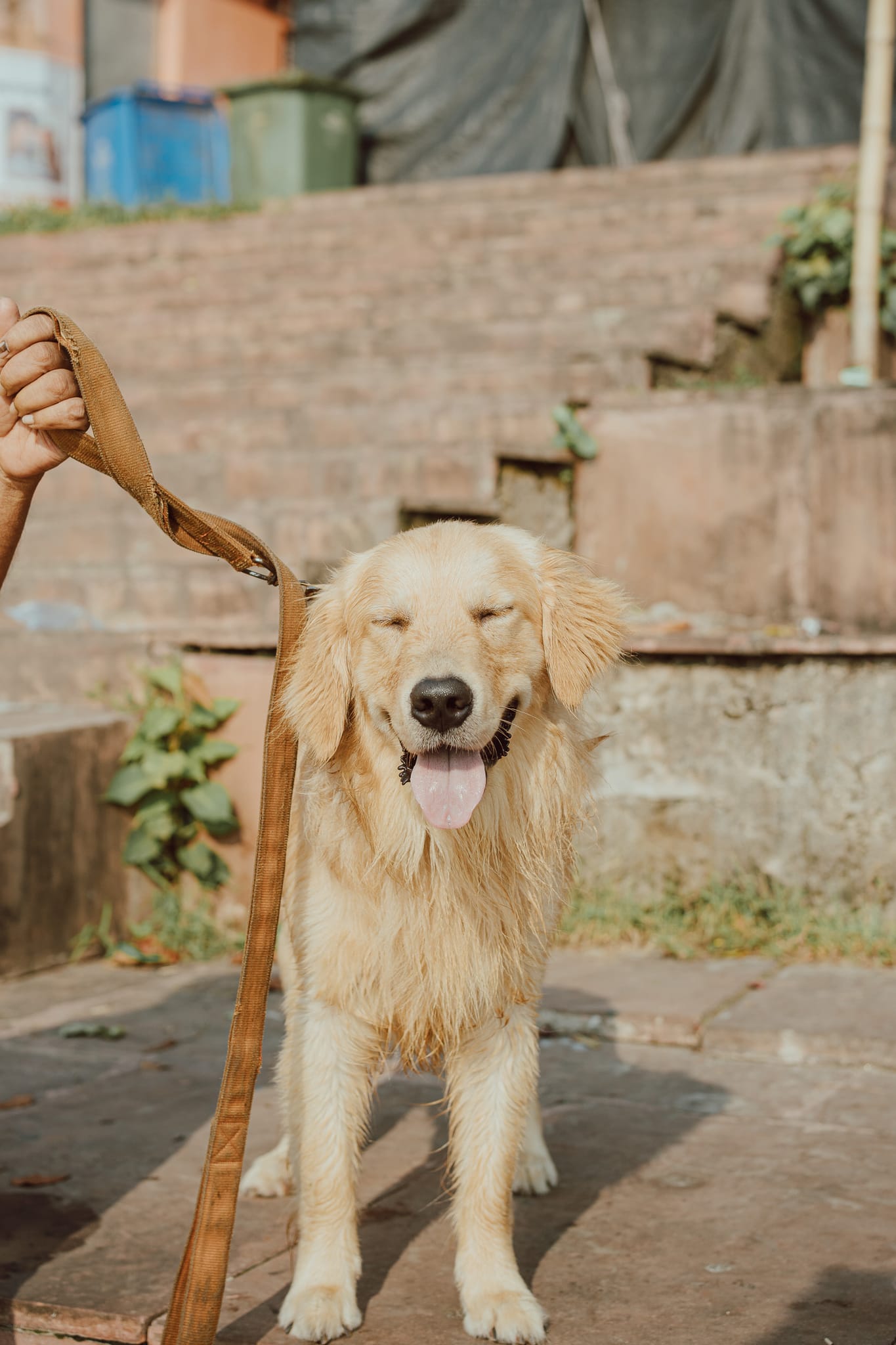 Pet