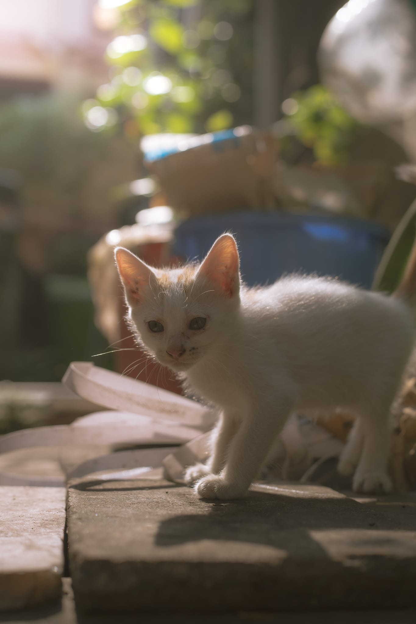 Pet