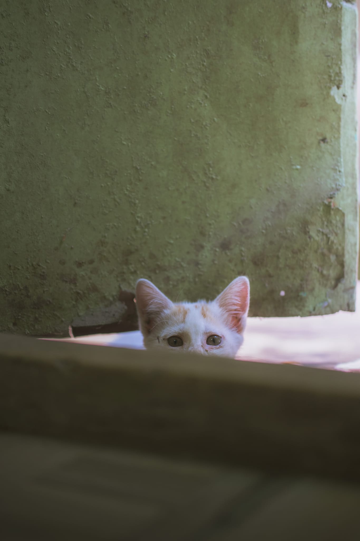 Pet