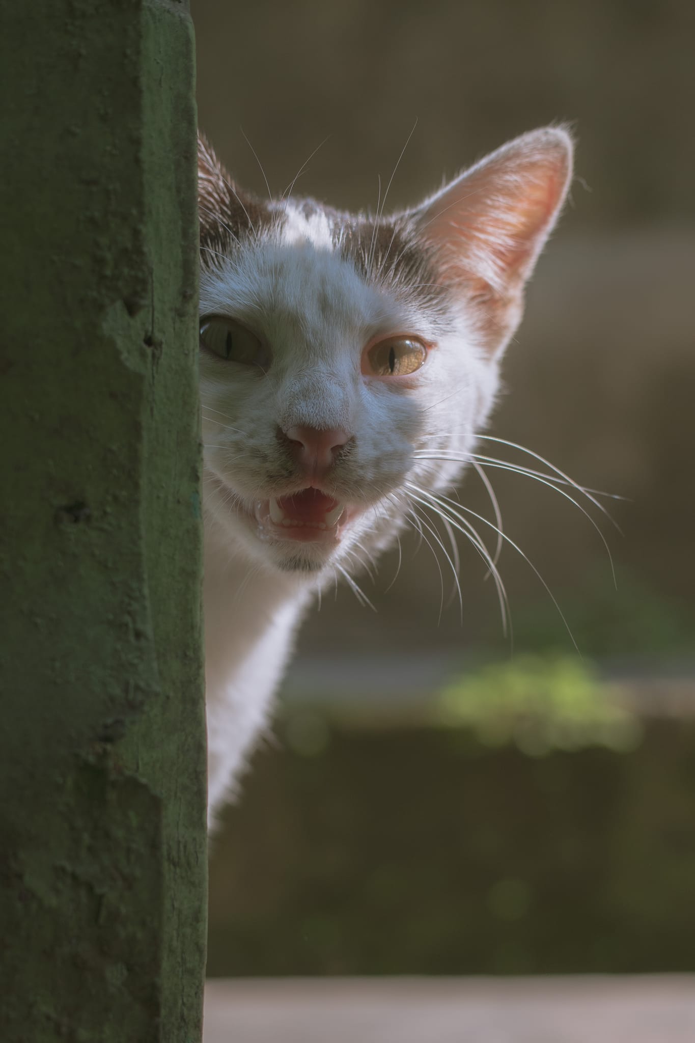 Pet